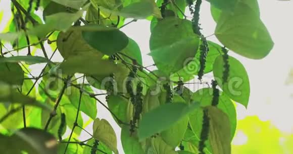 印度果阿青椒在阳光下的藤叶视频的预览图