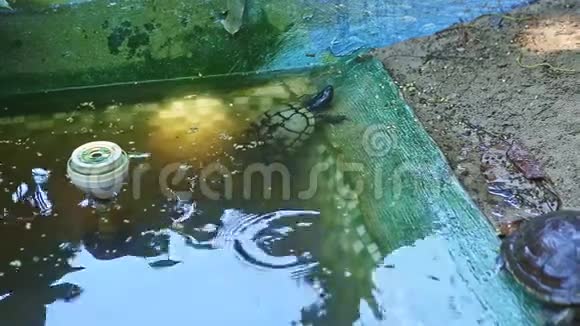 在绿色手工池塘中游泳的许多水龟的缓慢全景视频的预览图