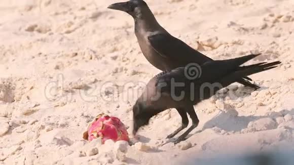 印度果阿在海滩上吃火龙果的房子乌鸦火龙果或龙果视频的预览图
