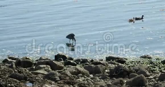大蓝鹭在岩石海岸附近涉水打猎视频的预览图