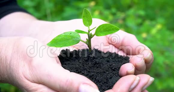 女人的手握着绿色的小植物水落在土壤上侧视图视频的预览图
