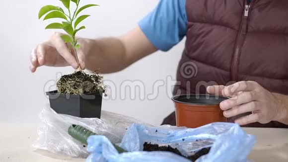 男花匠移植普通话房植物这个人把植物移到一个更大的罐子里视频的预览图