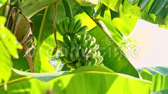 特写风摇树枝小的未成熟的香蕉和大的绿叶视频的预览图