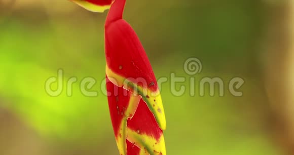 印度果阿赫利康尼亚罗斯特拉塔的红花也被称为吊龙虾或天堂的假鸟视频的预览图