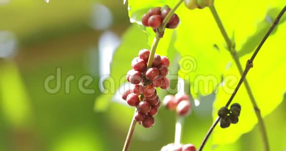 印度果阿幼嫩的咖啡豆生长在咖啡树上有机农业浆果卡内波拉视频的预览图