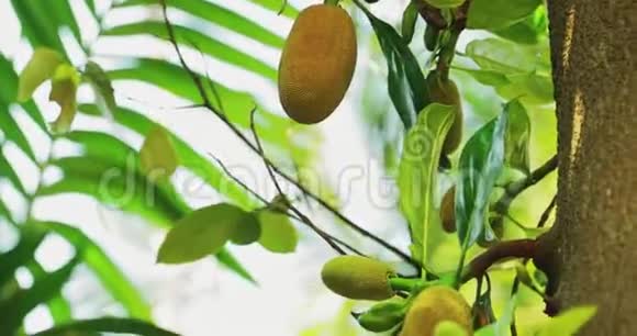 印度果阿树上菠萝蜜的近景倾斜度视频的预览图