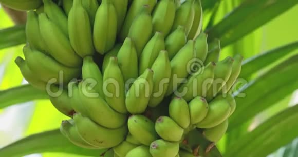印度果阿香蕉树显示果实和花序倾斜度视频的预览图