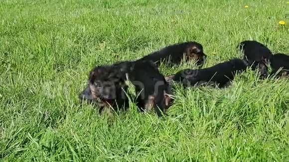 小黑德国牧羊犬在绿草中一起爬行视频的预览图