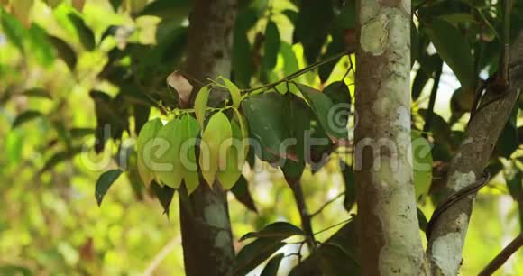 印度果阿在树上生长的的叶子阿索卡树阿肖克或仅仅阿索卡是属于视频的预览图