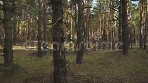 从松林中穿过树木的阳光视频的预览图