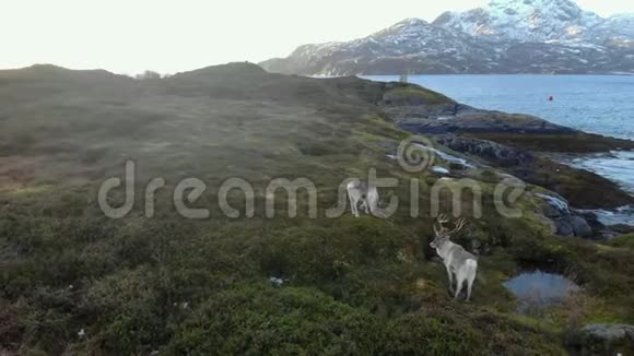 挪威驯鹿在挪威的峡湾无人机旁视频的预览图