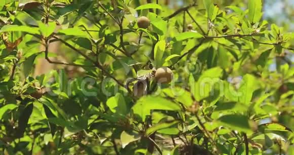 印度果阿在植树造林中生长的幼果有机农业热带水果视频的预览图