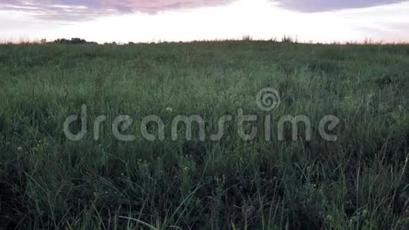日落背景下的草地视频的预览图