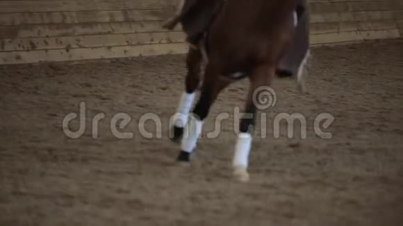 一匹棕色马的腿在牧场上的室内竞技场的沙子上缓慢地运动特写视频的预览图