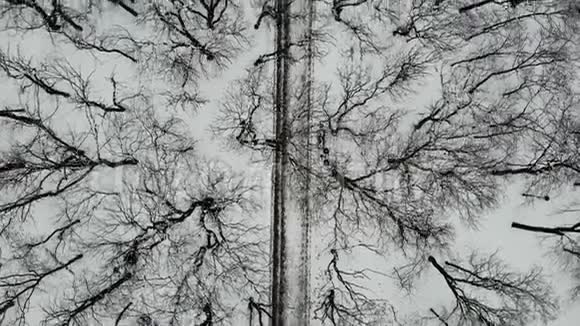 冬天人们带着树木飞过公园的小路视频的预览图