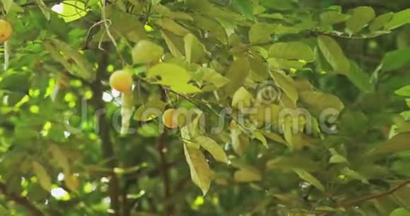 印度果阿幼嫩的绿色肉豆蔻果长在一棵树上视频的预览图