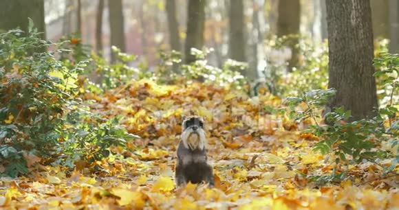 迷你雪纳瑞狗或Zwergschnauzer有趣的户外在秋天设置视频的预览图