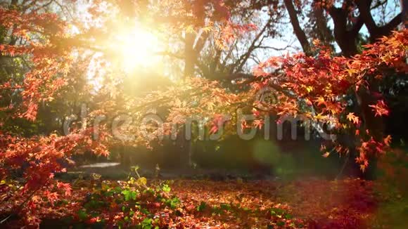 阳光明媚的秋日的魅力视频的预览图