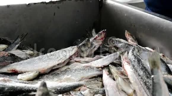 鱼厂分拣包装冷冻容器视频的预览图