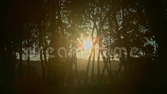 明亮的夕阳灯光透过热带树枝照出剪影视频的预览图