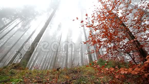 木里秋雾视频的预览图