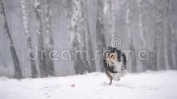 已定有趣的年轻谢特兰牧羊犬谢蒂柯利在雪地里户外玩耍冬天的季节嬉戏的宠物户外慢慢视频的预览图