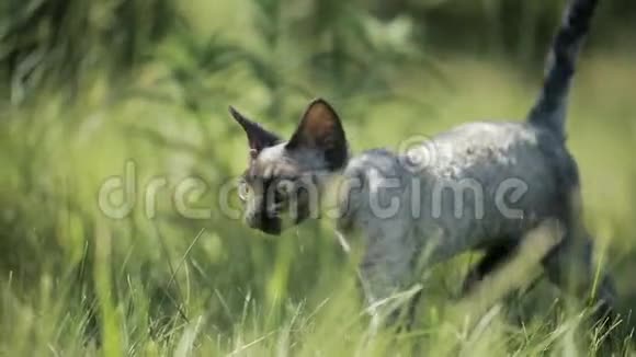 已定有趣的年轻格雷德文雷克斯小猫在绿草中英国品种的短发猫慢动作斯隆莫视频的预览图
