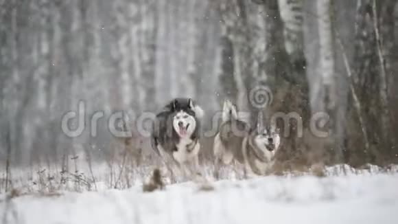 已定冬季雪林户外活动的西伯利亚犬慢动作视频的预览图