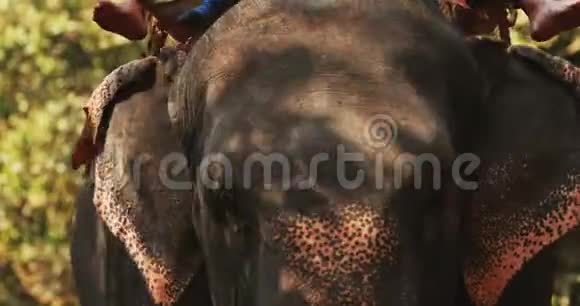印度果阿近景观象牛步行视频的预览图