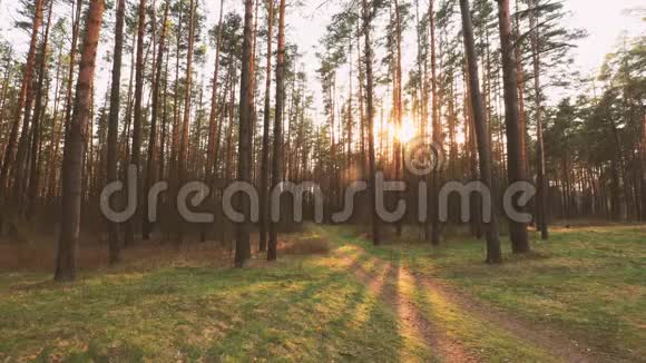 美丽的日出阳光在阳光明媚的春天针叶林阳光透过森林在森林景观视频的预览图