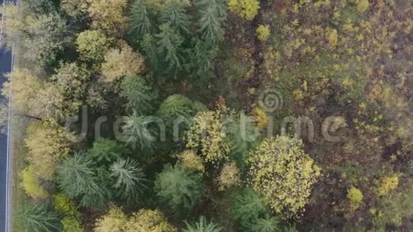 穿过森林的路秋天用五颜六色的树木鸟瞰森林视频的预览图
