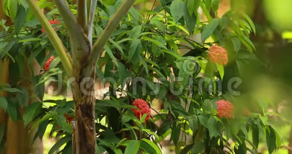 印度果阿红色的伊索拉花伊索拉是茜草科开花植物的一个属西印度群岛视频的预览图