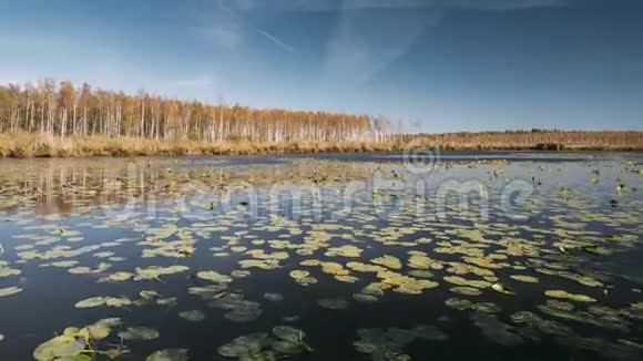 白俄罗斯生物圈保护区贝雷辛斯基秋天的风景与湖塘河和美丽的桦林在另一个视频的预览图