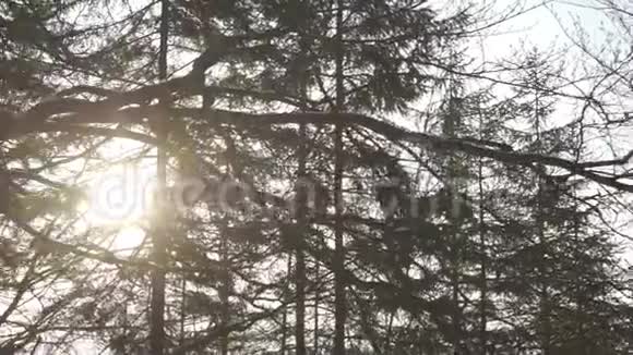 第一缕春光冲破树冠视频的预览图