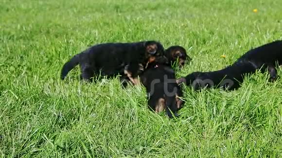 许多小黑德国牧羊犬在绿草中一起放松视频的预览图