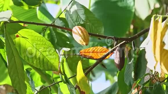 风用绿叶摇动树枝成熟的黄可可果实视频的预览图