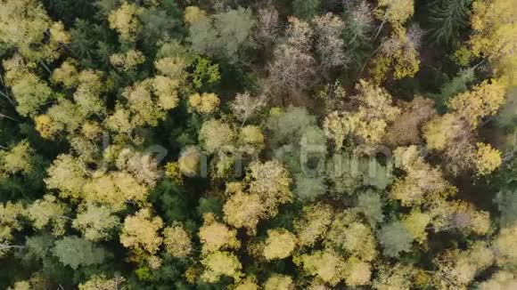 秋天用五颜六色的树木鸟瞰森林视频的预览图