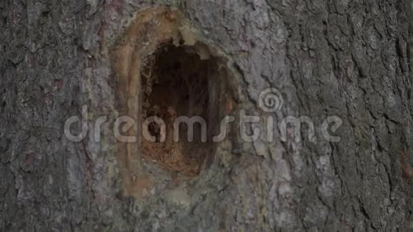 啄木鸟制造的病态云杉树上有一个巨大的洞树被树皮甲虫攻击视频的预览图