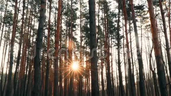 美丽的日出阳光在阳光明媚的春天针叶林阳光透过树林穿过森林景观视频的预览图