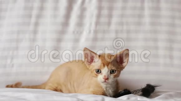 有趣好奇的年轻红姜和灰德文雷克斯小猫一起在家里的沙发上玩英国短发猫视频的预览图