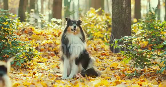 三色粗糙的科利有趣的苏格兰科利长发科利英国科利拉西狗户外在秋日视频的预览图