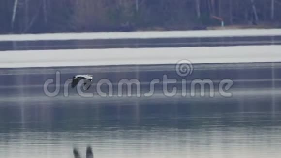 黄色图片鸟灰色的苍鹭银色的飞过湖面视频的预览图