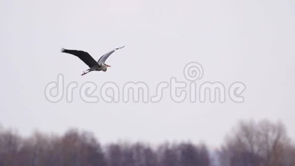 东方鸟灰色的苍鹭在天空中飞翔视频的预览图
