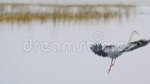 在一个阴天的春天里鸟灰鹭灰蝶飞过湖面视频的预览图