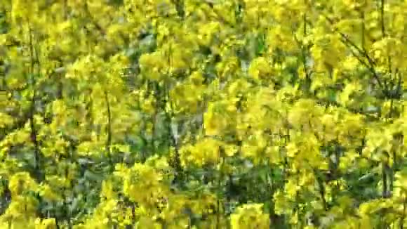 黄色的春花在风中摇曳视频的预览图