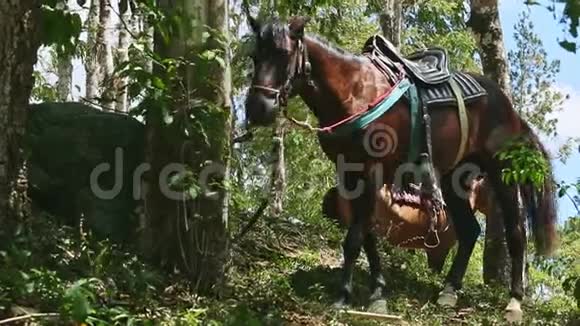 两匹棕色的大马用手工制作的乡村马鞍绑在热带树木上视频的预览图