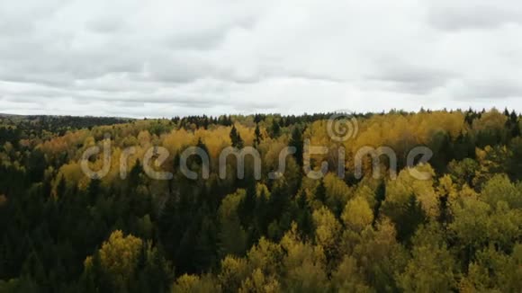秋季彩色落叶松林鸟瞰图黄色和绿色的树秋天的颜色视频的预览图