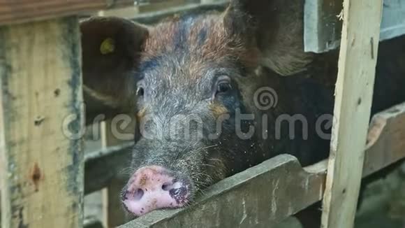 特写棕色毛茸茸的家猪鼻子从木制围栏看镜头视频的预览图