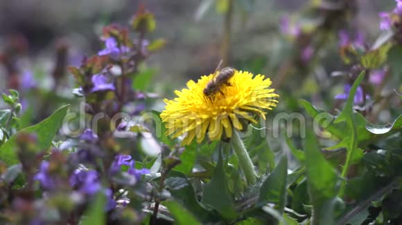 蜜蜂在蒲公英的花朵上采蜜视频的预览图