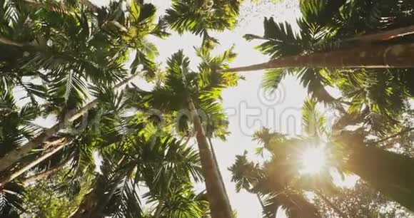 印度果阿棕榈树的阳光冠丛林森林中森林的上层分支低角度视角底部广角景观视频的预览图